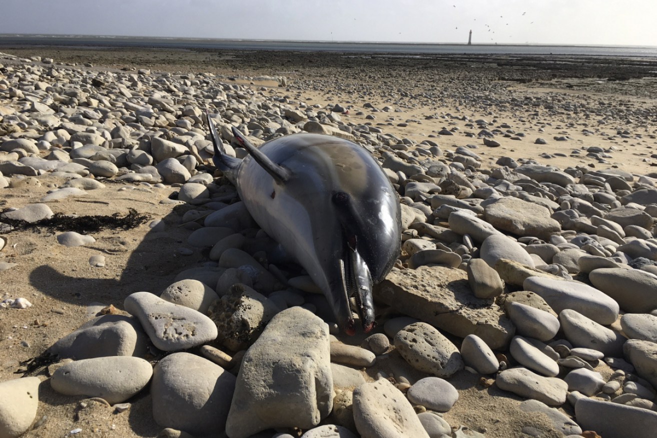 One dead dolphin among the record number that have washed up on French beaches this year.