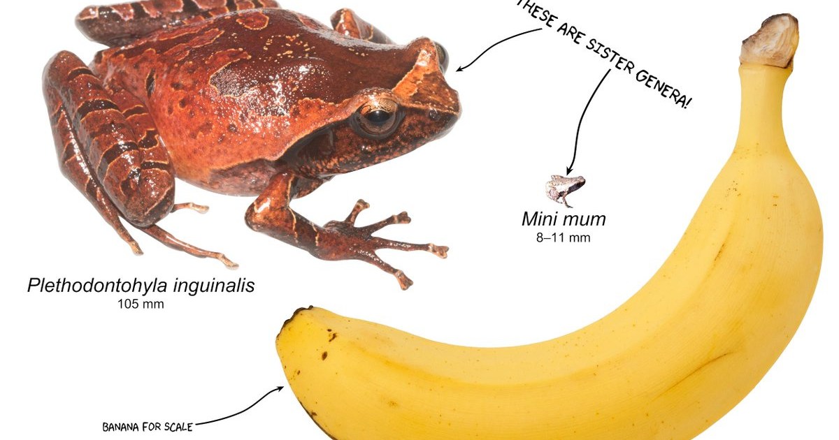 Five new frog species from Madagascar