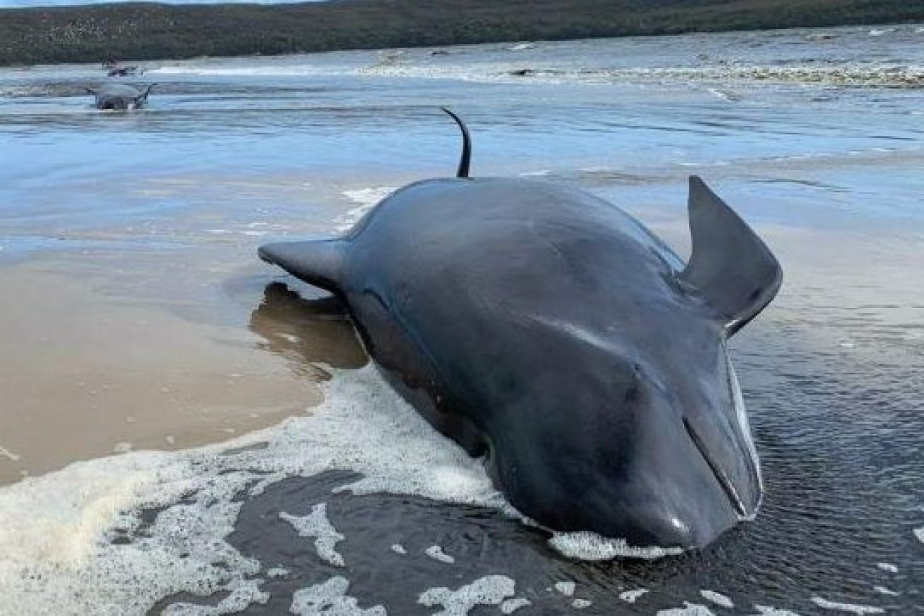 A third of the whales have died, Tasmanian authorities say. 