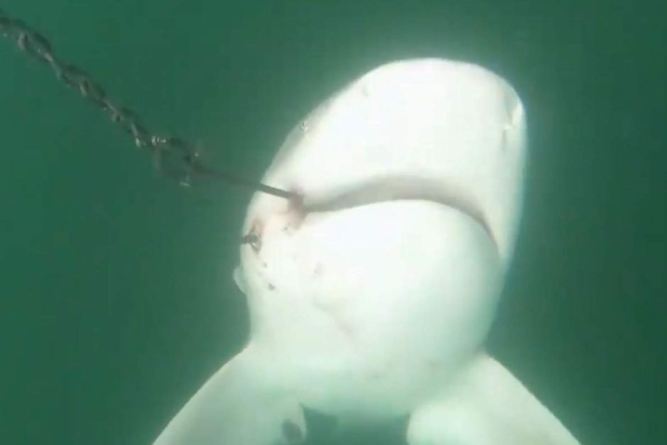 A bull shark near death after being caught on a drum line on the Great Barrier Reef.


