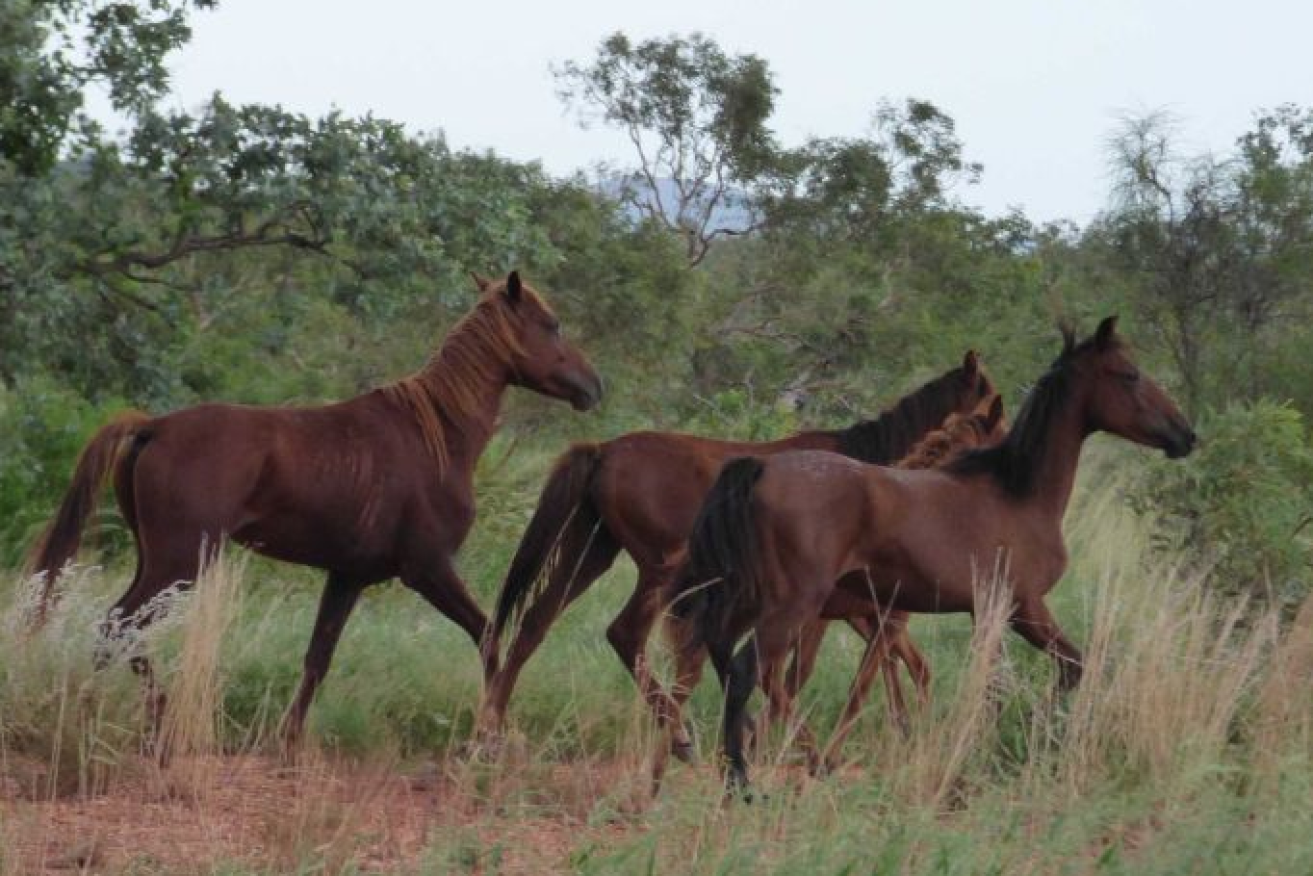 Feral horses have roamed the bush for well over a century but are now set to be slaughtered.