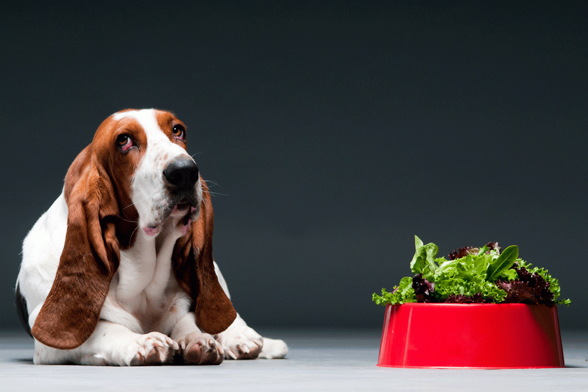 Meat-free diets can potentially kill or sicken pets. 