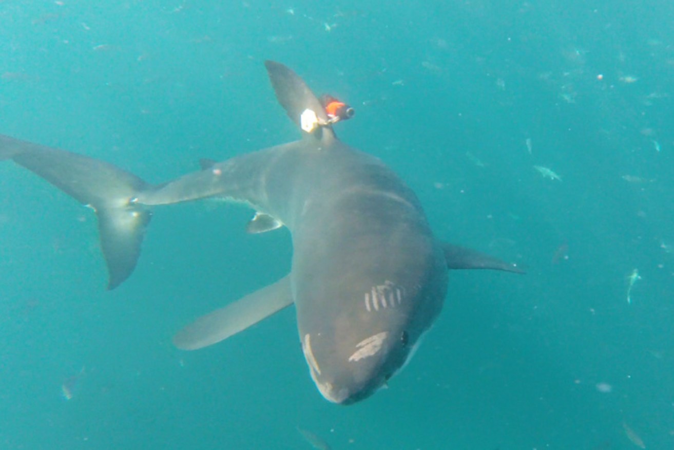 One of the tagged great white sharks from the research project. 