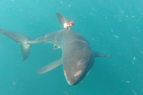 Riding shotgun: Watch as a great white shark stalks its prey through a kelp forest