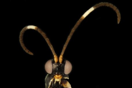 New species of parasitic wasps named after Oreos and <i>Doctor Who</i> aliens