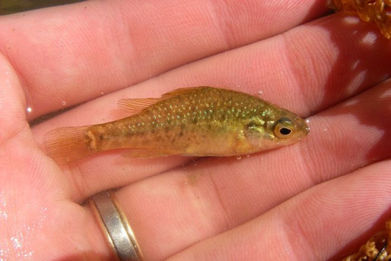 Yarra pygmy populations initially crashed during the millennium drought that began in 2001.