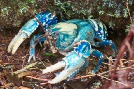 Poachers target protected freshwater crayfish for BBQ hotplates and aquarium trade, locals says