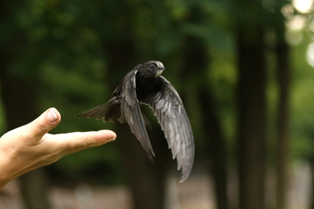 Not much more than a handful, this Common Swift travels from Europe, over the Alps, to sub-Saharan Africa and India and back again. Sometimes with never landing.
