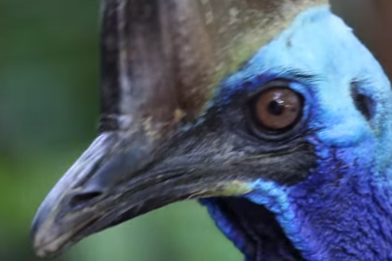 Visually striking, the cassowary's dagger-like claws have been known to disembowel even small horses.