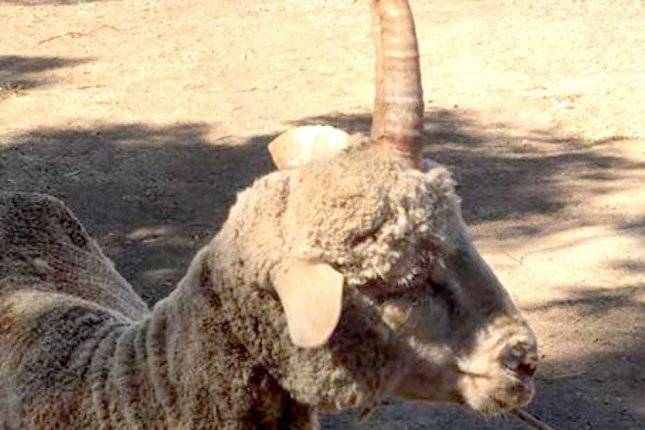The ram was named Joey by Mr Foster's youngest daughter. 