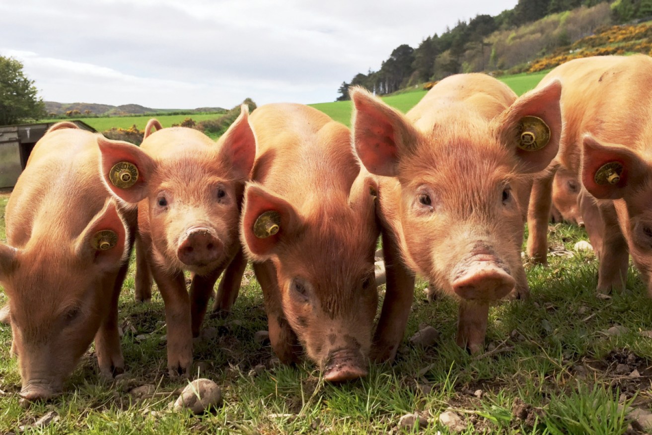 Scientists revived some cell function in the brains of 32 dead pigs. 