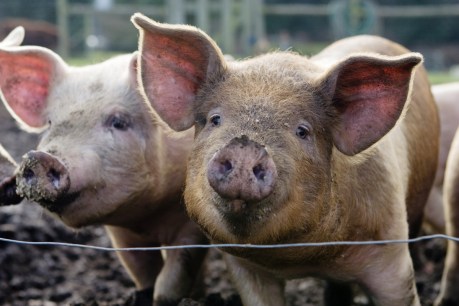 Illegal pig semen racket busted, with WA pig farmers jailed