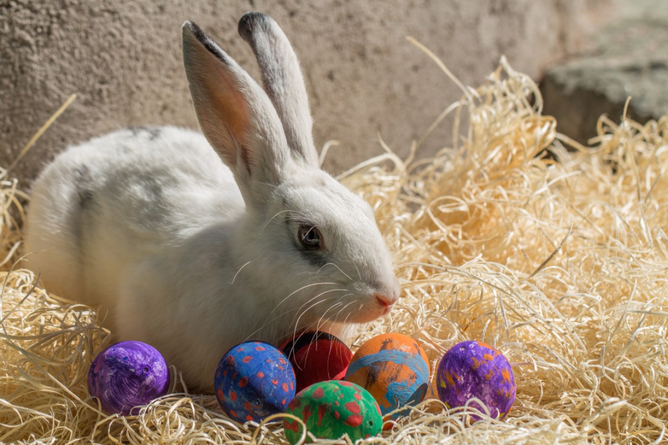 Rabbits and Easter have a long association.