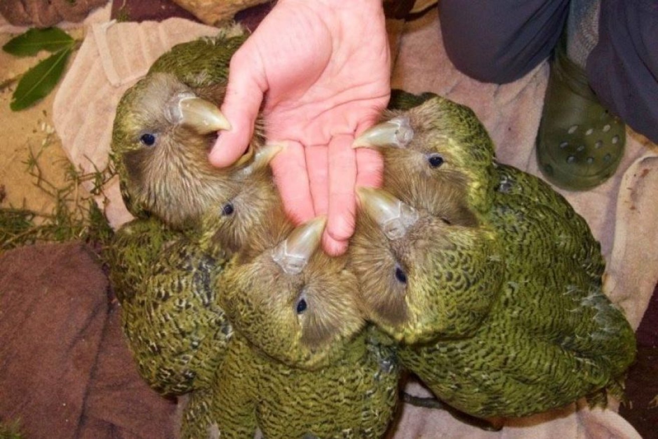 Kakapos feed from a carer's hand.