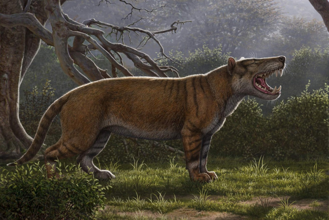 "Big" lion is bigger than any killer cat lurking on the modern-day plains.