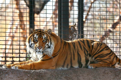 US zookeeper lucky to be alive after mauling by rare tiger