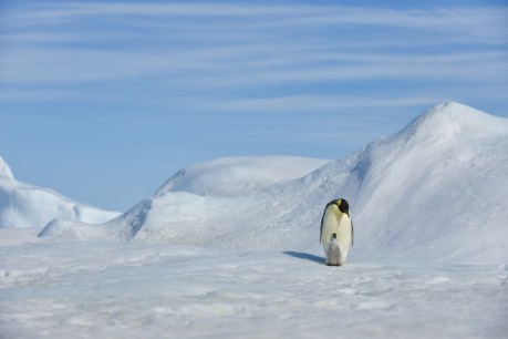 An emperor penguin colony in Antarctica has simply vanished