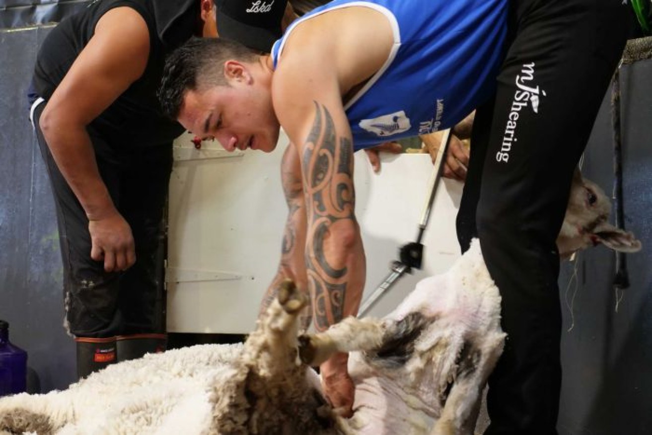 Lou Brown used meditation to help him shear 497 ewes in eight hours, smashing the world record. 