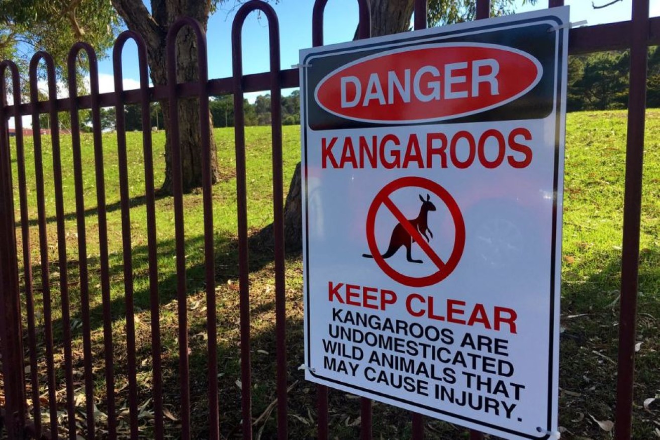 Six signs warning about kangaroos have been put up at the Yankalilla Area School. 