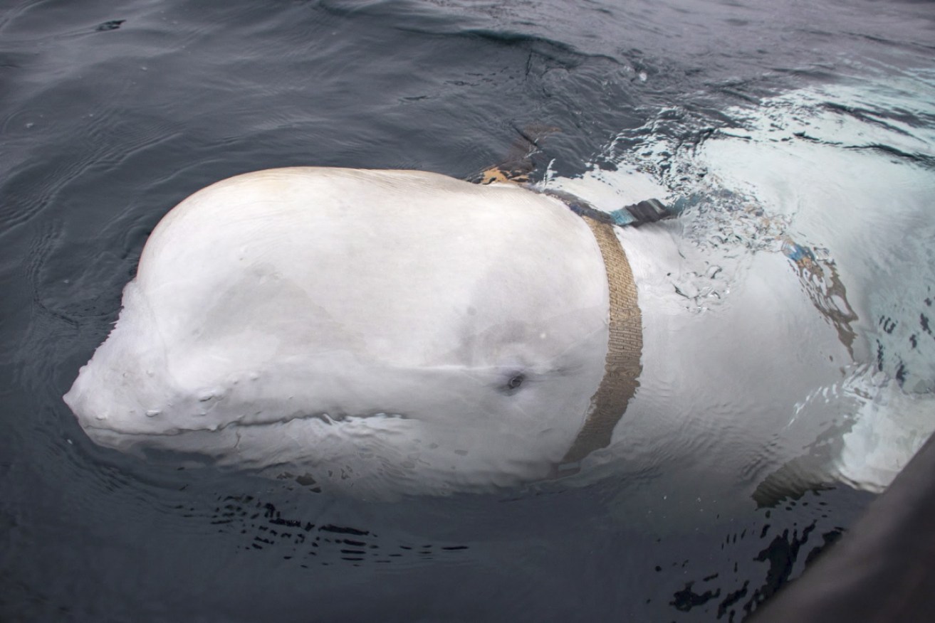 The 'tame' whale was wearing a harness with a camera attachment.