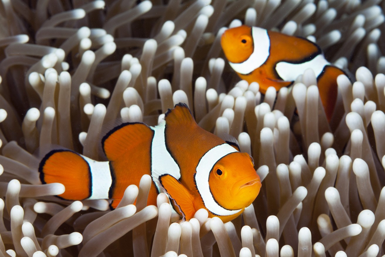 One of the world's great wonders, the Great Barrier Reef's future is in jeopardy.