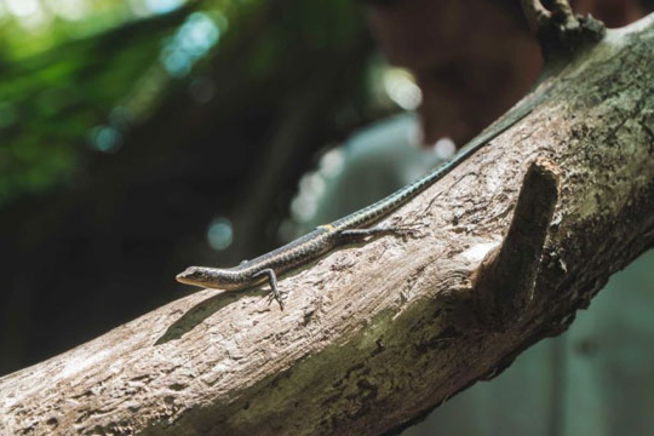 Researchers say 30 per cent of forest-dwelling reptiles are at risk of extinction from habitat loss.
