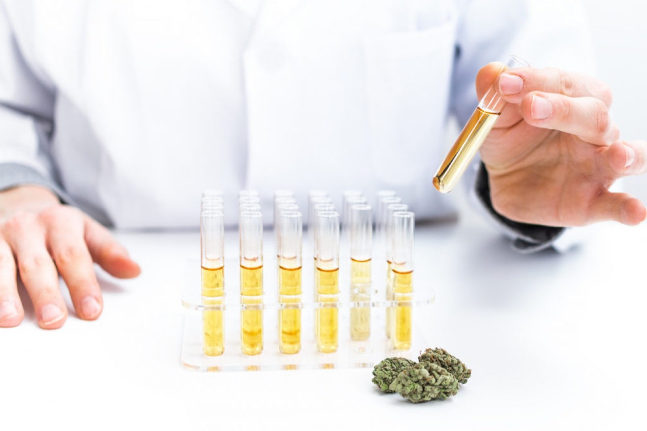 Unlike THC, the CBD component of cannabis used in oil does not appear to intoxicate people. 