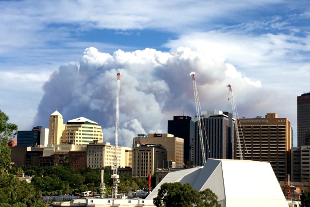 After fleeing quarantine, the NSW man roamed Adelaide for several hours. 