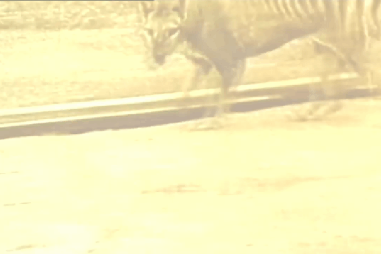 Science on verge of catching a Tasmanian tiger by the gene trail