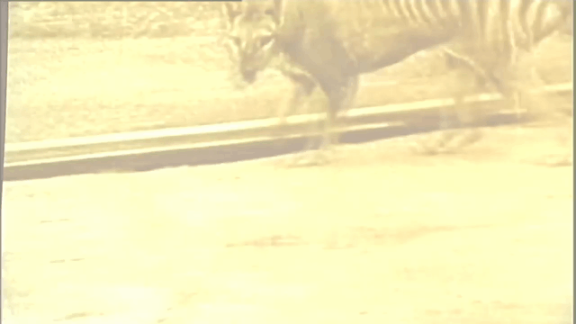 The last Tasmanian tiger in Hobart Zoo on September 7, 1936.
