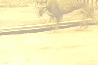 Science on verge of catching a Tasmanian tiger by the gene trail