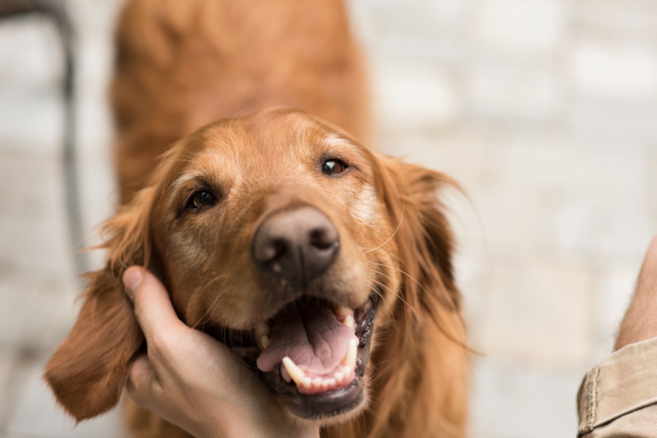 The healthiest dietary choices for dogs are nutritionally sound vegan diets, a study has found.