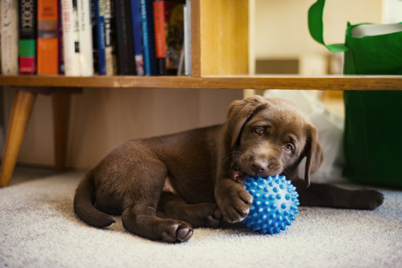 Australians are buying thousands of pets each week during the pandemic.