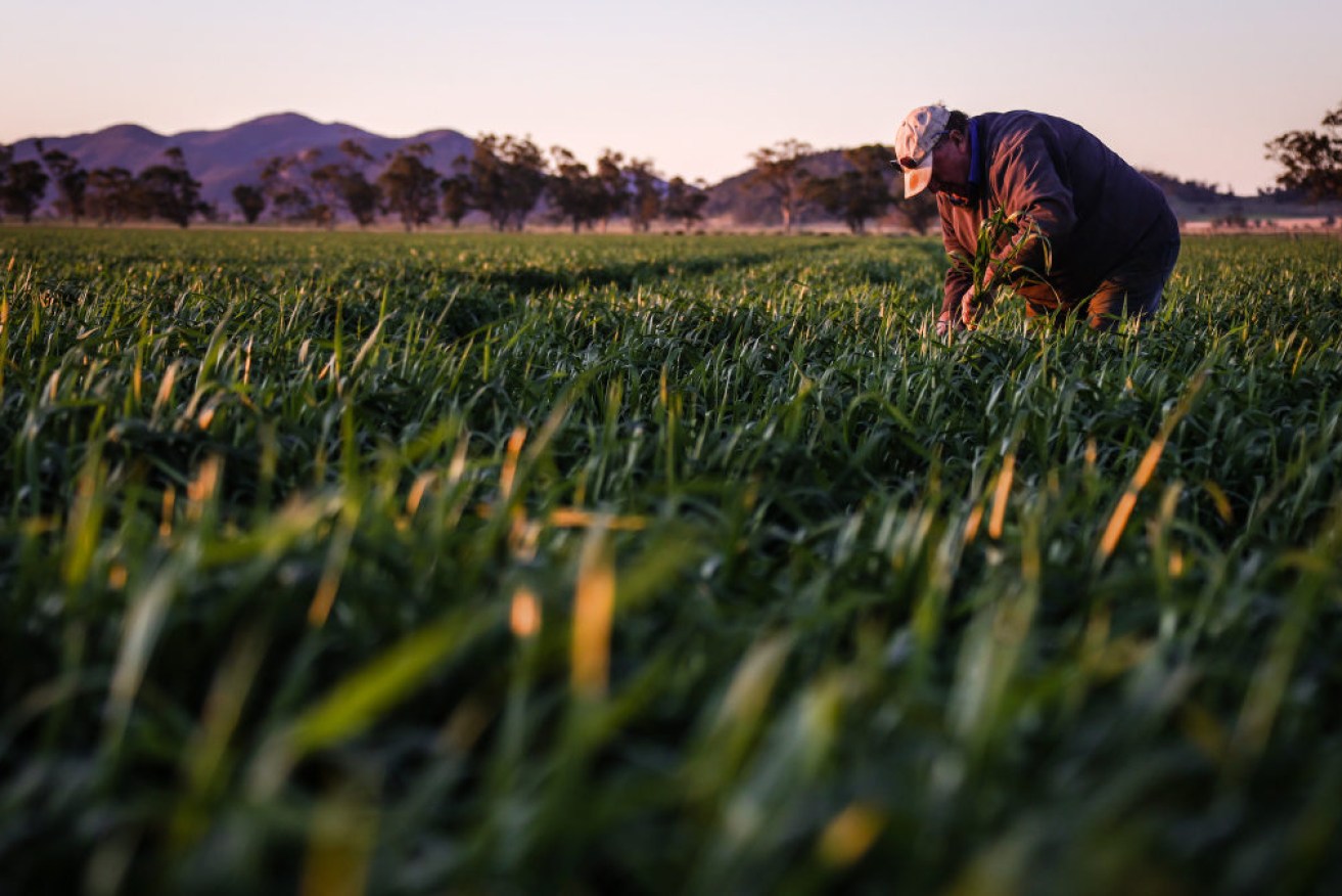 Farmers are calling for thousands of workers for this winter's grain harvest, but border closures are proving a barrier for unemployed Australians.