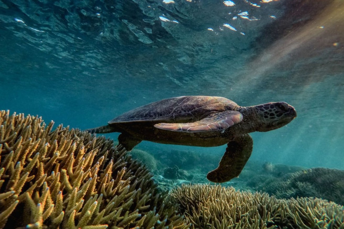 The lives of turtles and other vulnerable sea creatures are about to become a lot safer.