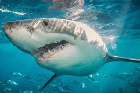 Beaches closed after great white shark attack