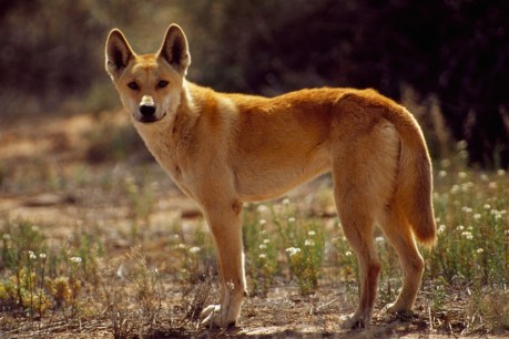 Dingo killed with speargun on tourist island