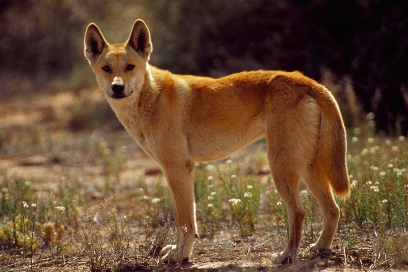 The dingo was euthanised on the weekend after a series of encounters with people on K'gari.