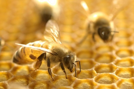 Commercial beekeepers to be compensated