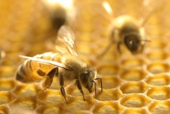 Commercial beekeepers to be compensated