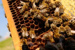 Beekeepers to ‘learn to live’ with deadly varroa mite