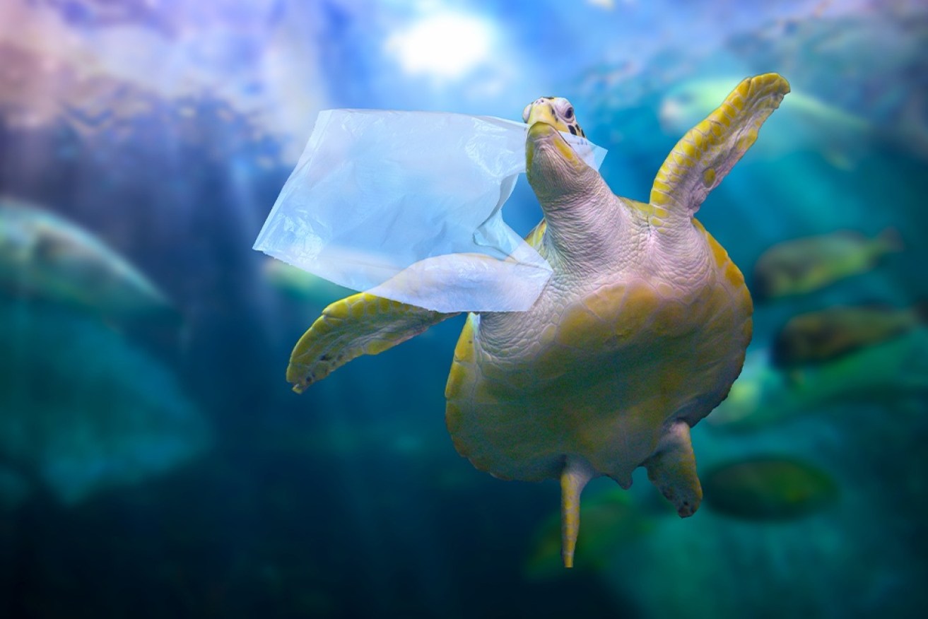 One hundred million marine animals die each year from plastic waste alone.
