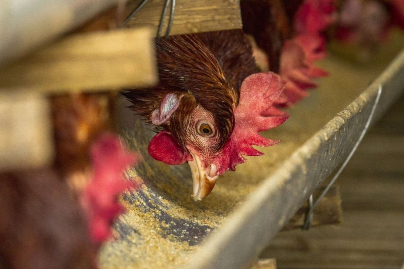 Victorian farmers are bracing for the arrival of a new strain of deadly bird flu.