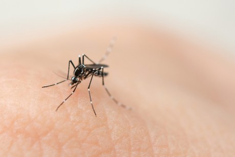 What causes the itch in mozzie bites? And why do some people get such a bad reaction?