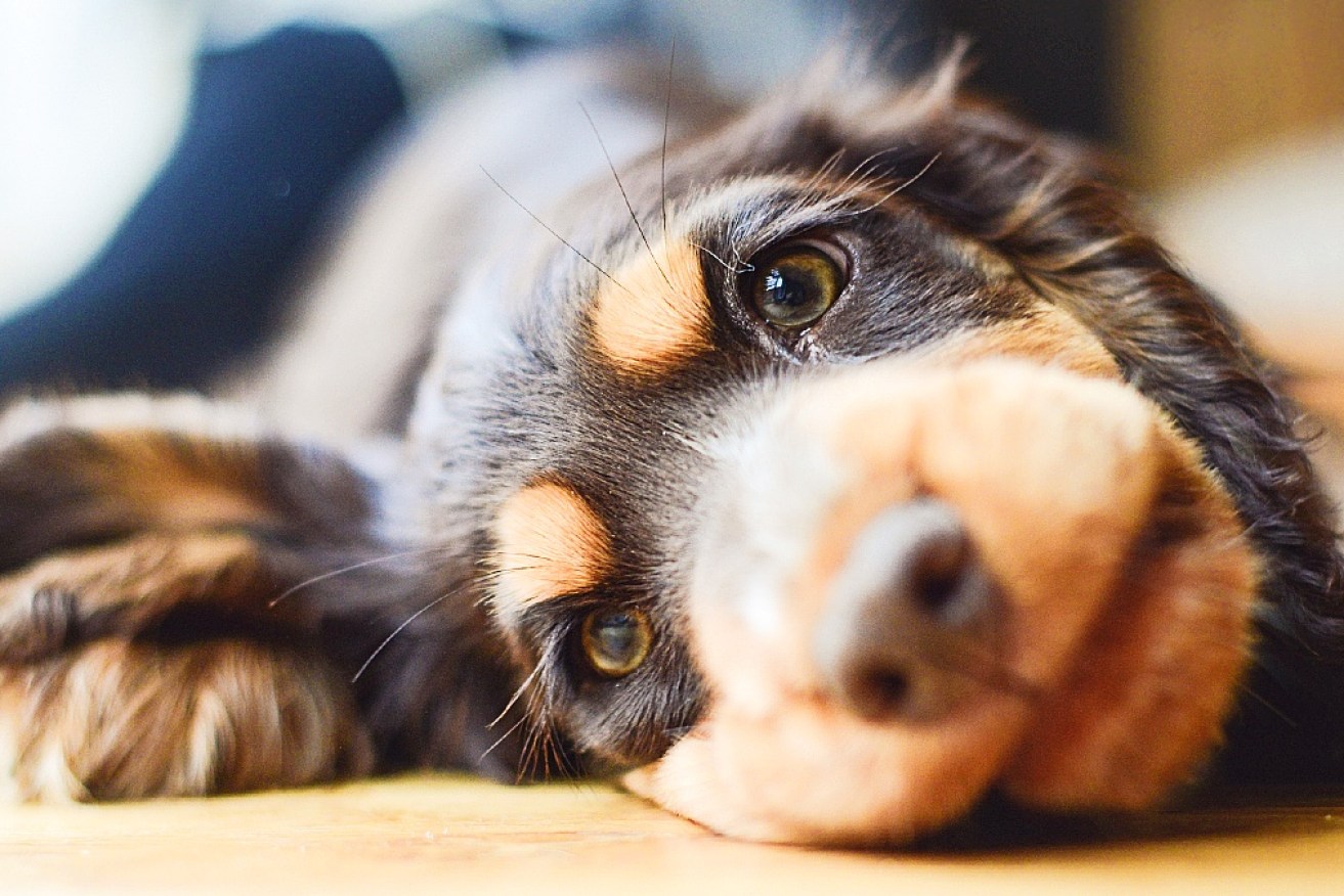 Domestic violence is a curse on humanity - and our animal companions too.