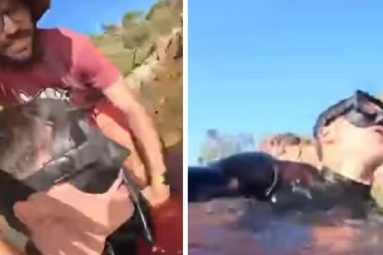 Matteo Mariotti began filming after the shark let go of his leg.