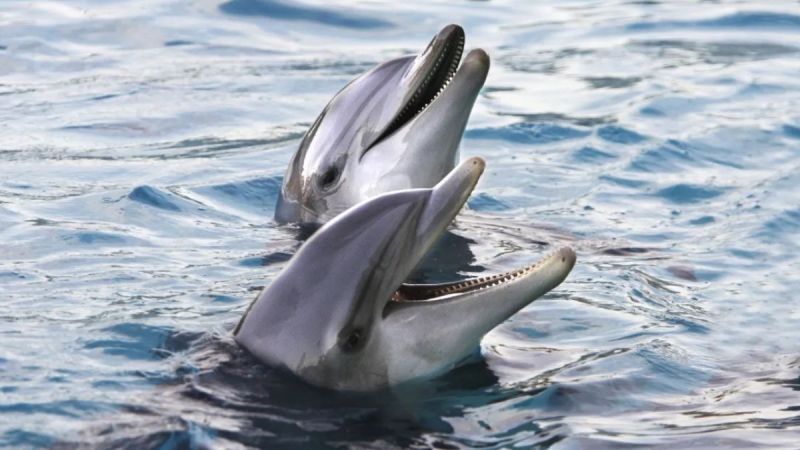 dolphin gemma