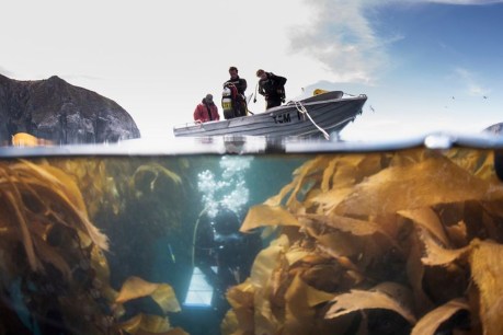 Rescue divers dispatched to save iconic giant kelp