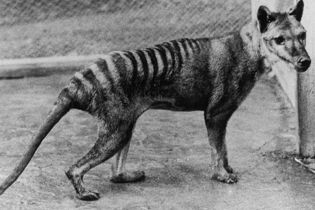 Scientists’ grand plan to ‘de-extinct’ Tassie tiger