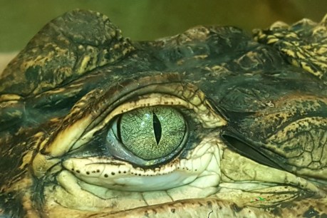 Crocodile launches attack on fisherman in Kakadu